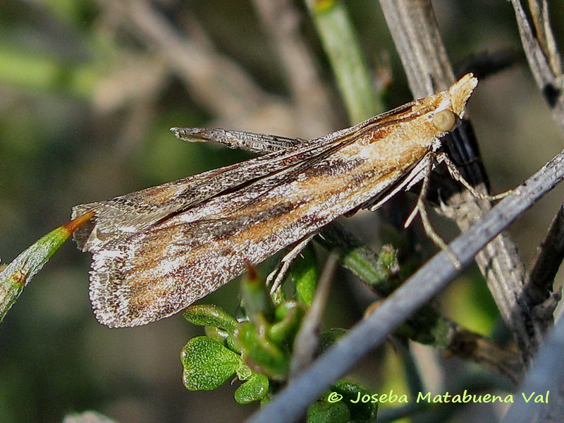 Pyralidae da id - Ancylosis cinnamomella